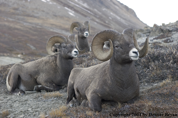 Herd of Rocky Mountain bighorn sheep (rams).