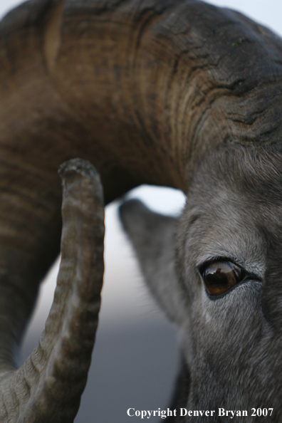 Close-up of a Rocky Mountain Bighorn sheep