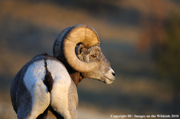 Rocky Mountain Bighorn Sheep in habitat. 