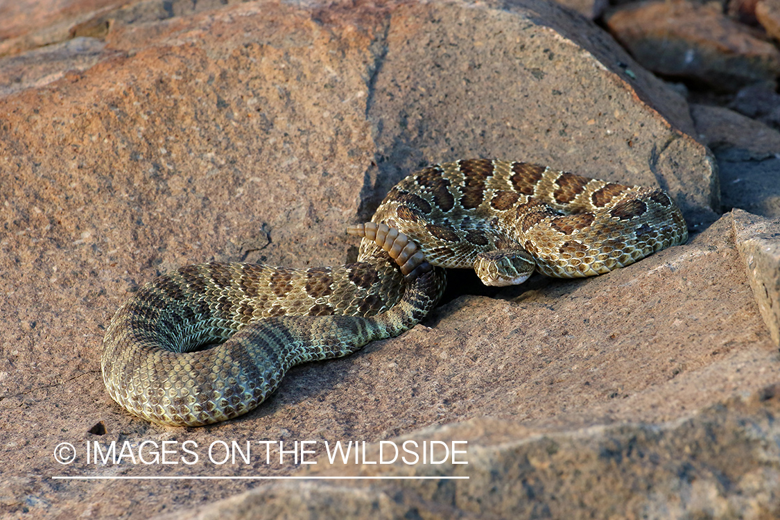 Prairie Rattlesnake on rock.