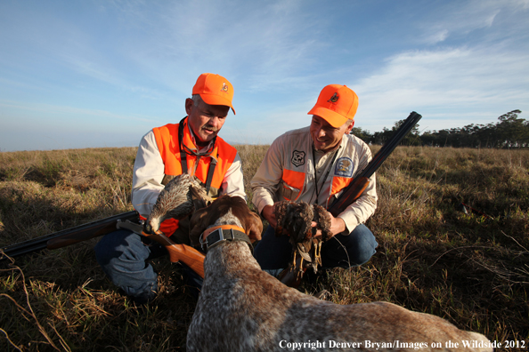 Upland game hunters with German shorthair and Erkels.
