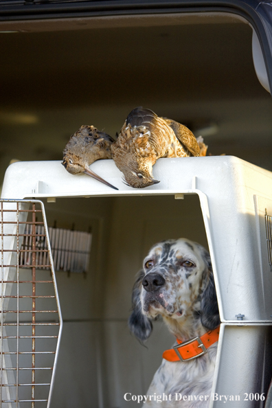  English Setter with bagged grouse and woodcock