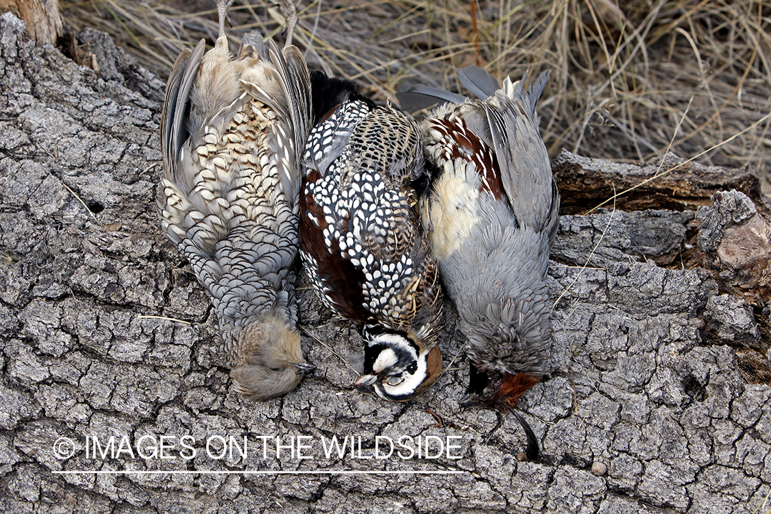 Three species of desert quail on log (Gambel's, Scaled, and Mearns).