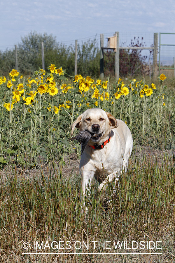 Yellow lab retrieving downed dove.