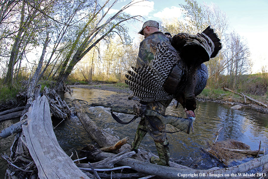 Turkey hunter in field with bagged turkey.