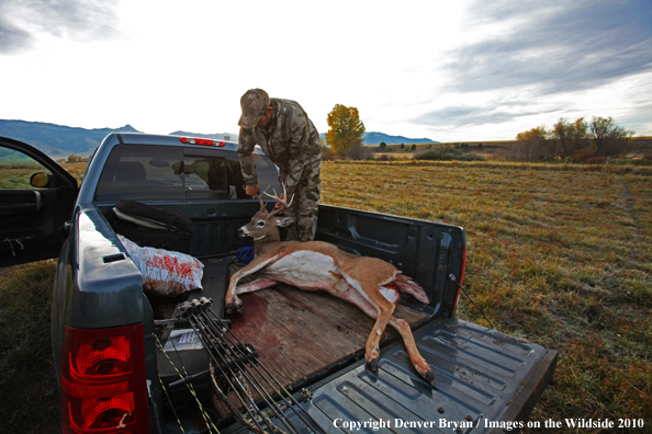 Bowhunter laying downed white-tailed buck in bed of pickup
