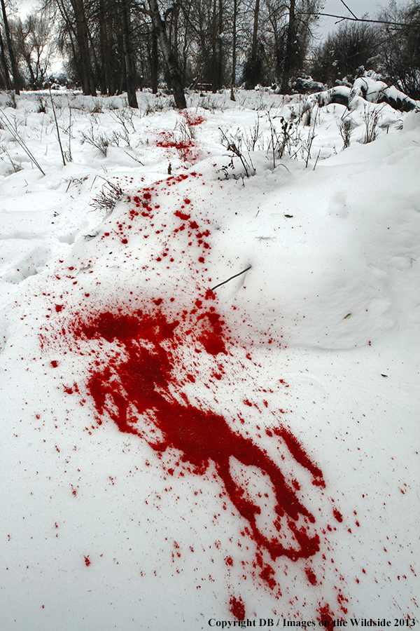 Blood trail from arrowed deer.