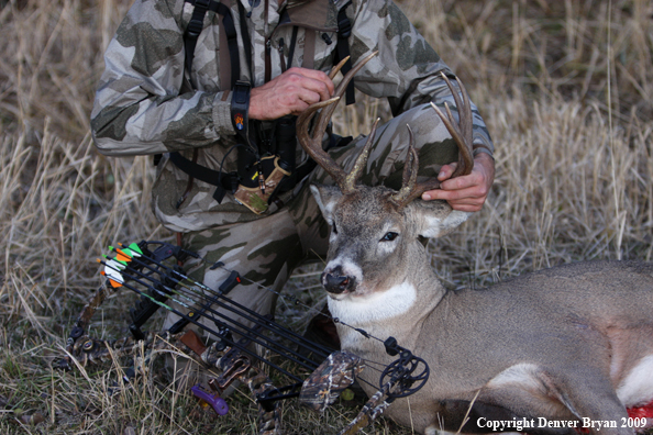 Bowhunter with bagged whitetail buck.