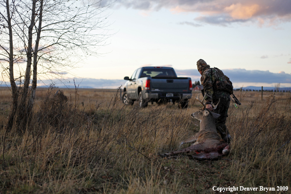 Bowhunter dragging bagged whitetail deer.