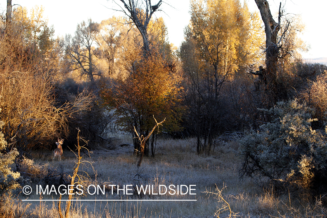 Bowhunter taking aim at White-tailed buck in field.