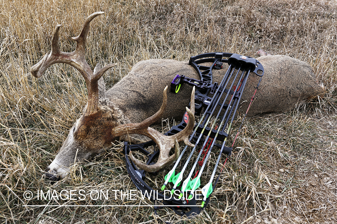 Downed white-tailed buck in field with bow.