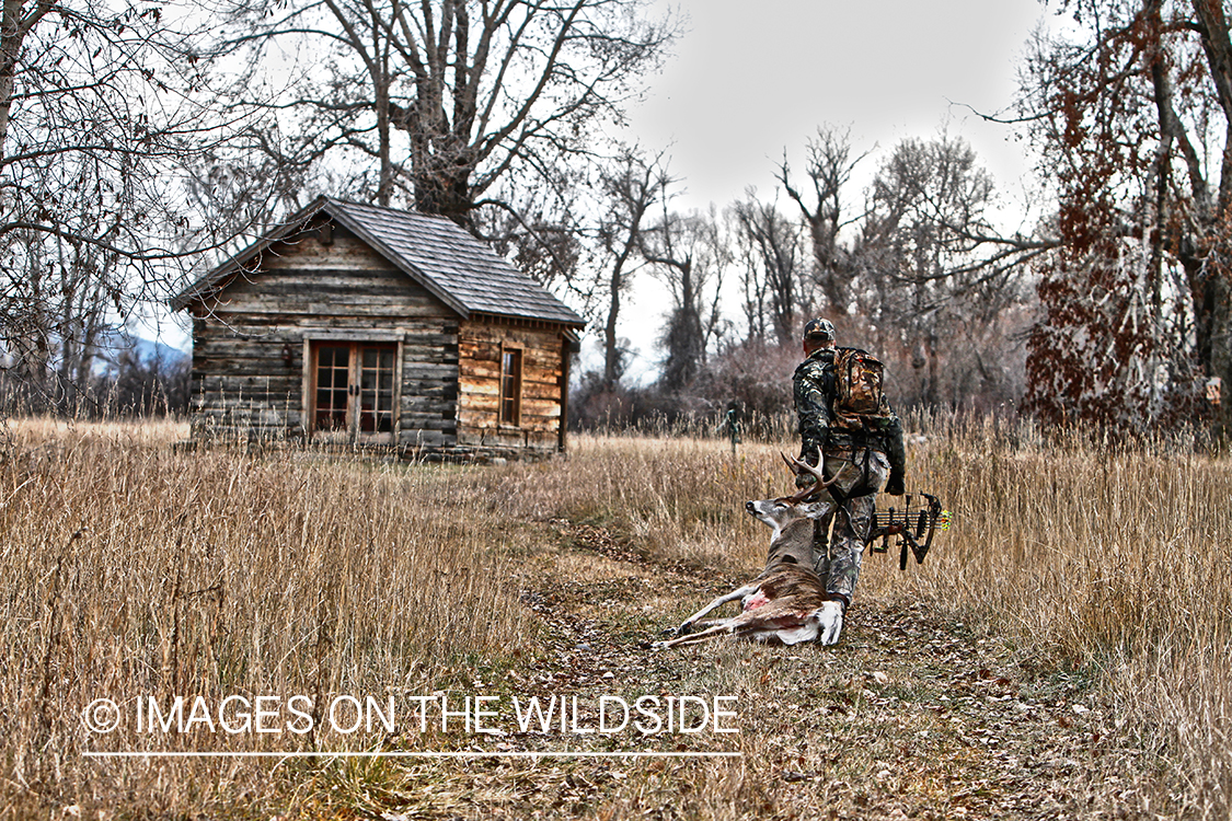 Bowhunter dragging bagged white-tailed buck.