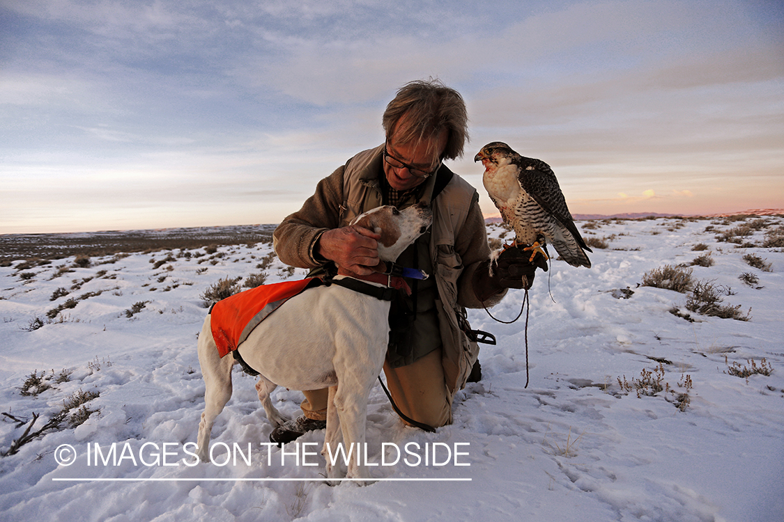 Falconer in field with gyr falcon and english pointer.