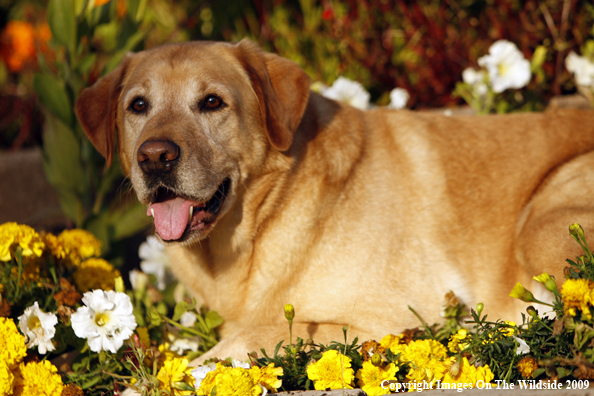 Yellow Labrador Retriever