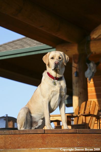 Yellow Labrador Retriever on deck