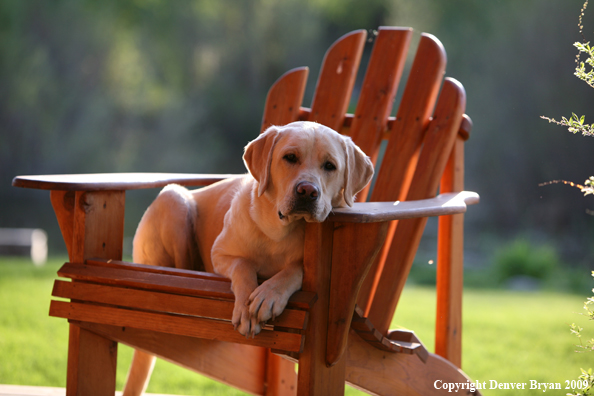 Yellow Labrador Retriever in chair