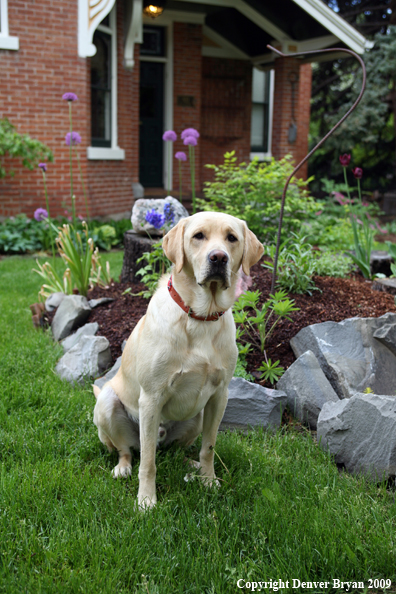 Yellow Labrador Retriever by flowers