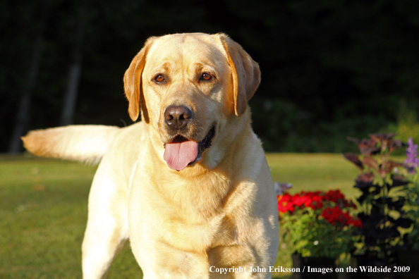 Yellow Labrador Retriever in yard