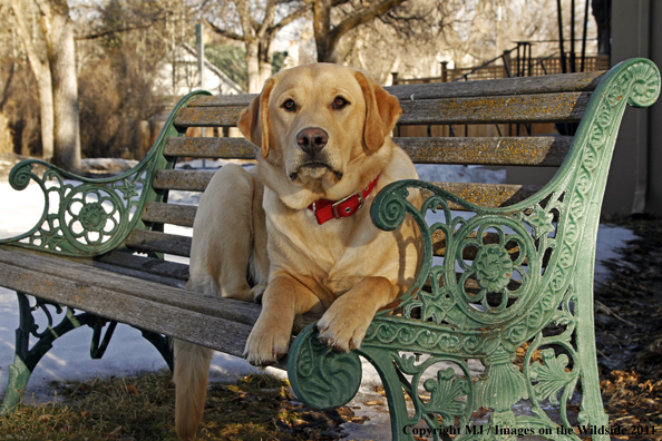 Yellow Labrador Retriever laying on bench