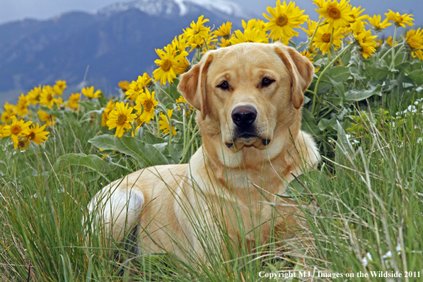 Yellow Labrador Retriever.