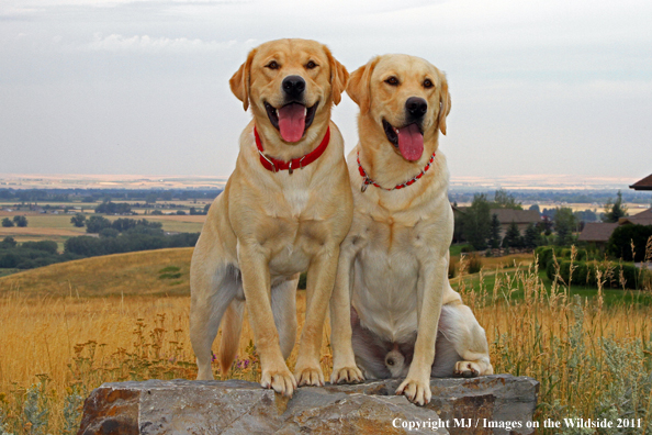 Yellow Labrador Retrievers.
