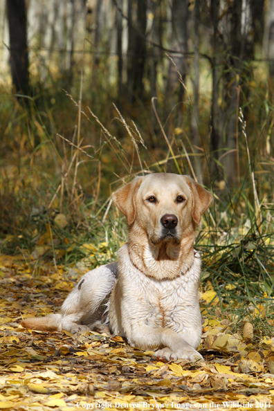 Yellow Labrador Retriever.