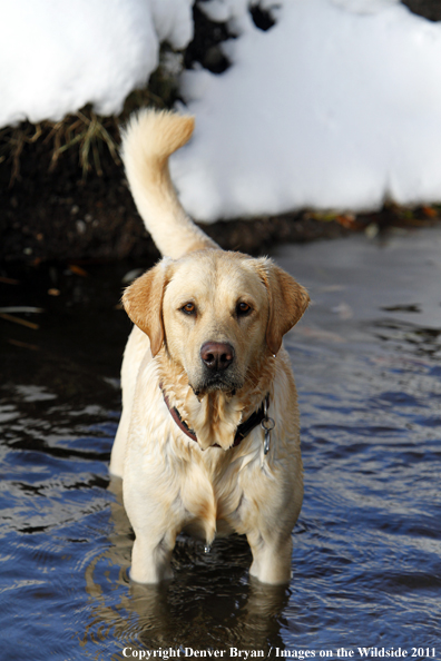 Yellow Labrador Retriever in water. 