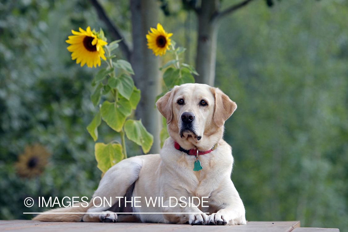 Yellow Labrador Retriever infront of sunflowers.