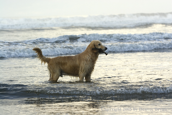 Golden Retriever fetching stick on beach.