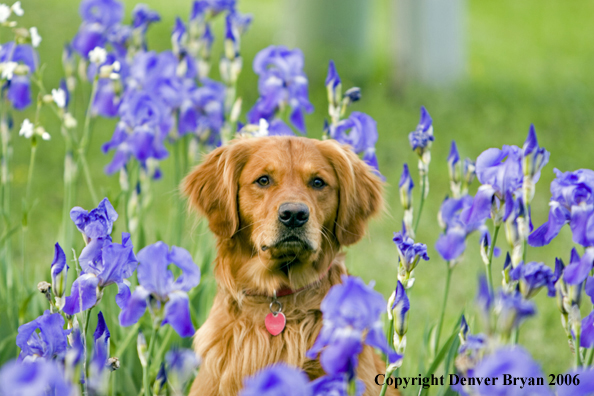 Golden Retriever with flowers.