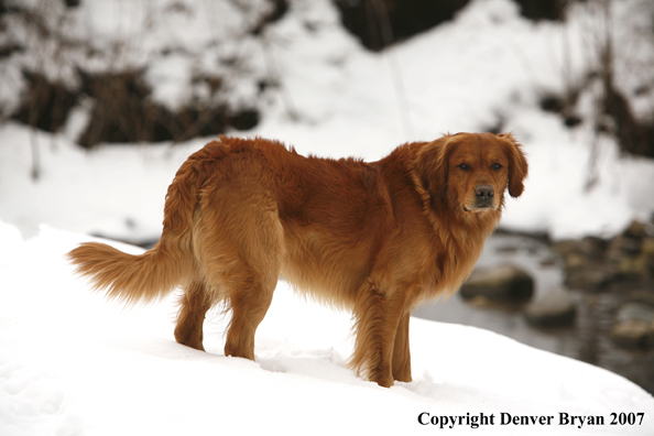 Golden Retriever in the snow.