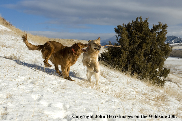 Golden Retrievers playing