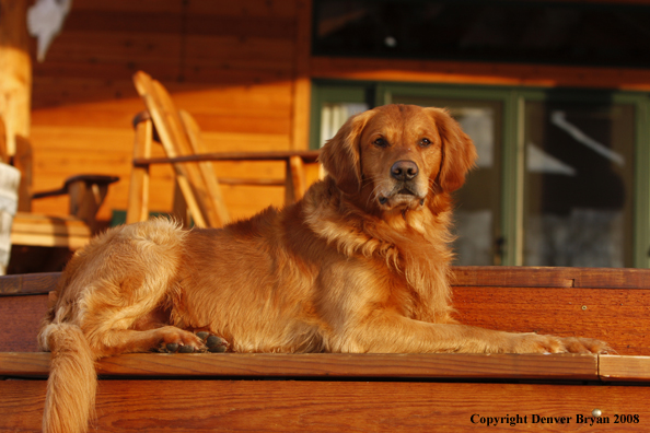 Golden Retriever 