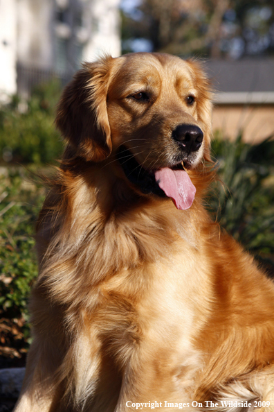 Golden Retriever
