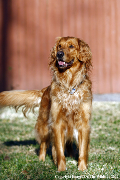 Golden Retriever