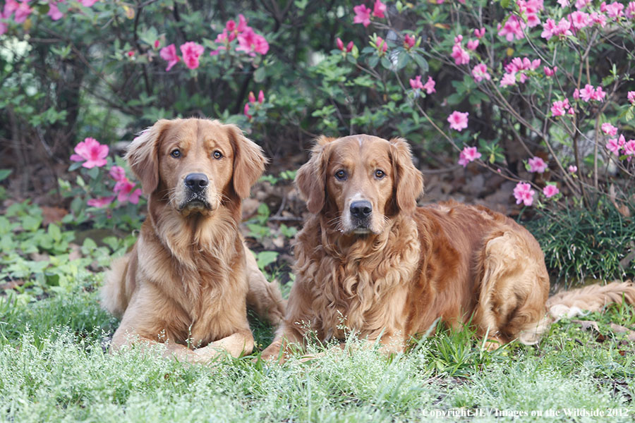 Golden Retrievers.