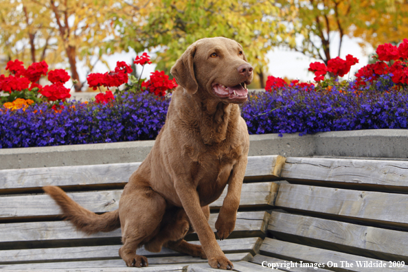 Chesapeake Bay Retriever