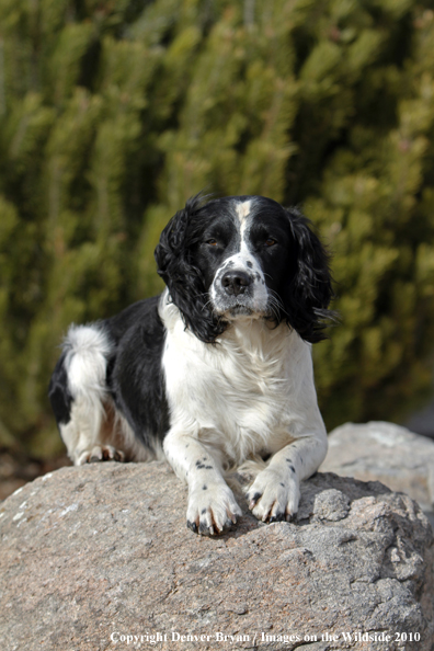 Springer Spaniel.
