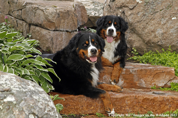 Bernese Mountain Dogs. 