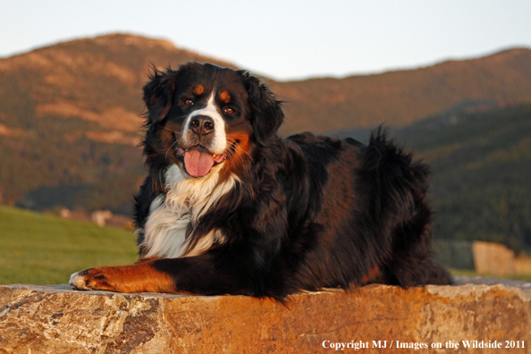 Bernese Mountain Dog.