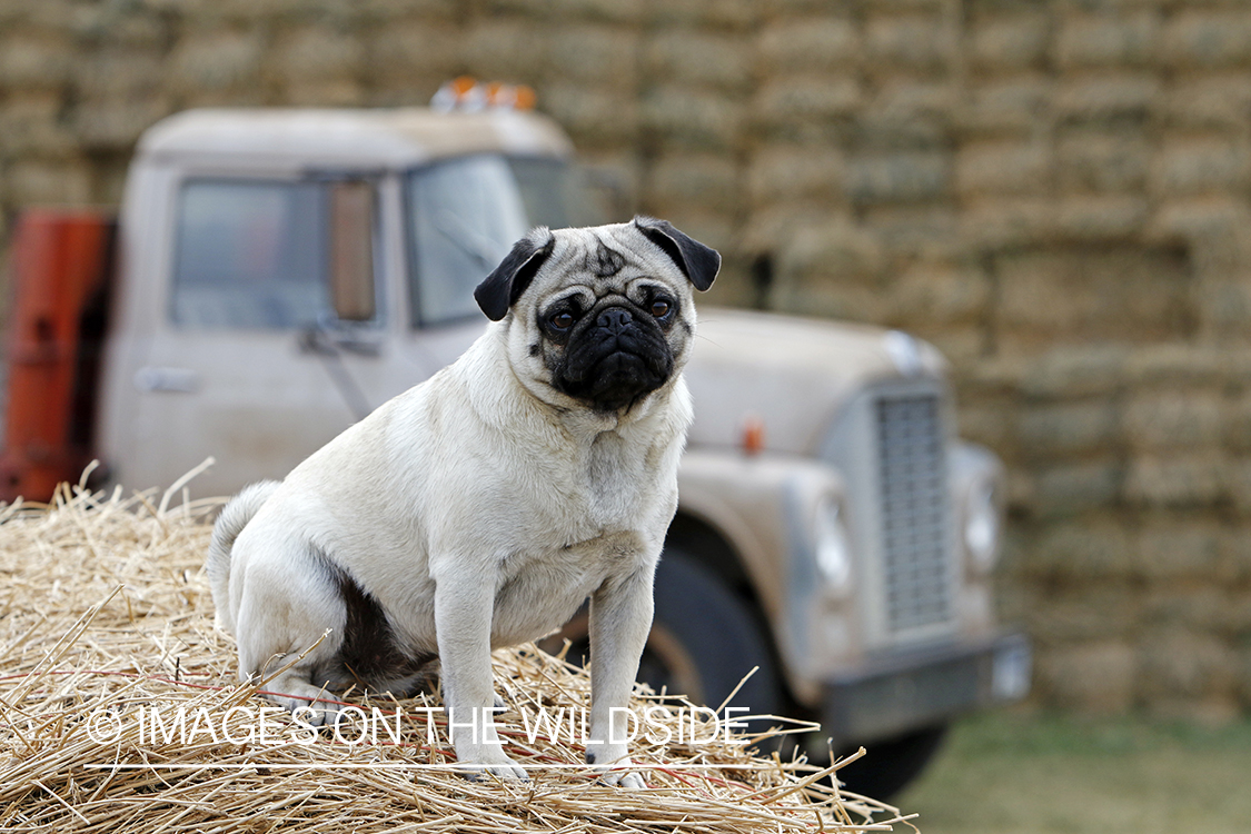 Pug on hay bale.