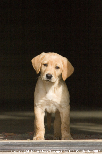 Yellow Labrador Retriever puppy.