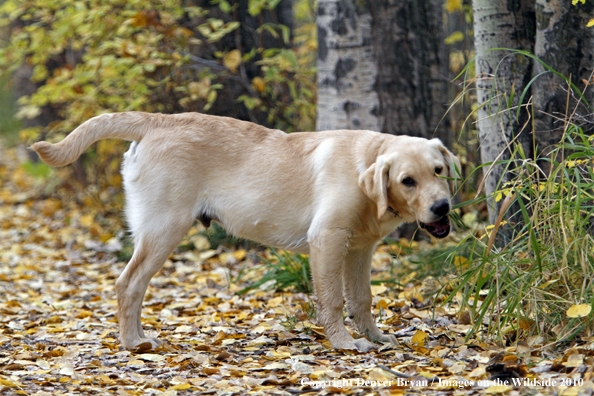 Yellow Labrador Retriever Puppy
