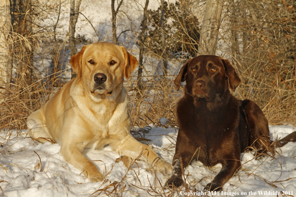 Yellow and Chocolate Labrador Retrievers in snow.