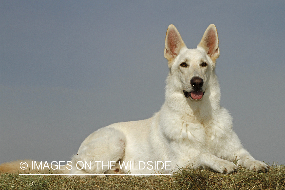 White German Shepherd