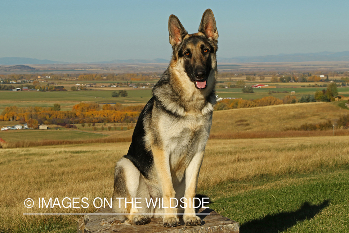 German Shepherd sitting on rock.