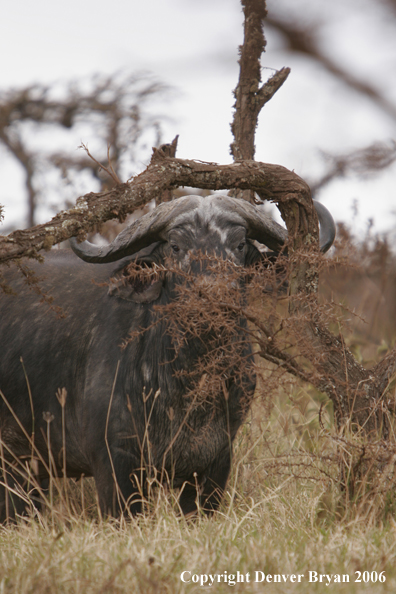 African Cape Buffalo