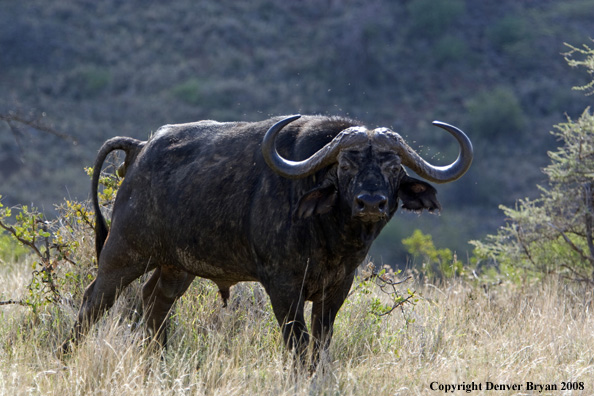 Cape Buffalo in habitat