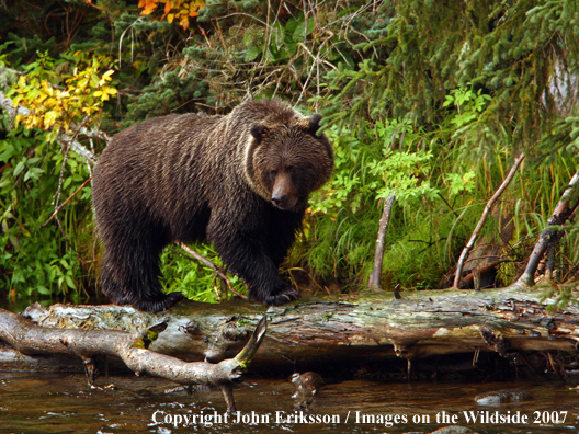 Grizzly/Brown Bear in habitat