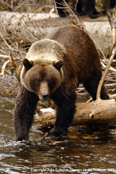 Grizzly bear in habitat